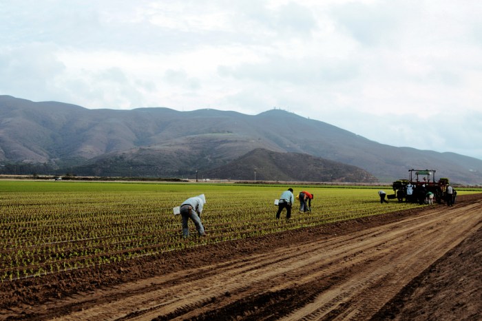 Trabajadores del campo en Oxnard (Steve Martínez / CC BY-NC-ND 2.0) 