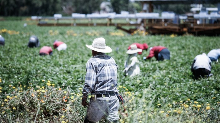 Trabajadores del campo en Oxnard (Alex Proimos)